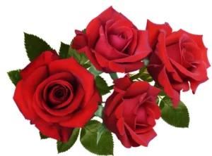Happy Rose Day 2022