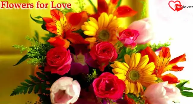 Flowers of Love | Meaning of Flowers | Rose Day 2014 | True Lovez